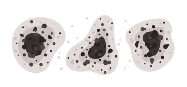 Best Black Mold Removal  in Wheaton, MD