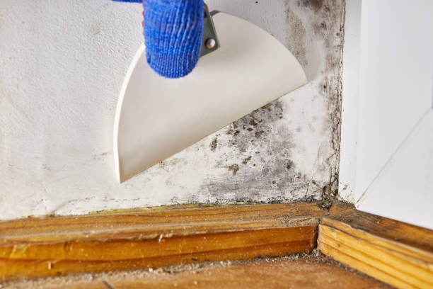 Best Forensic Mold Investigation  in Wheaton, MD